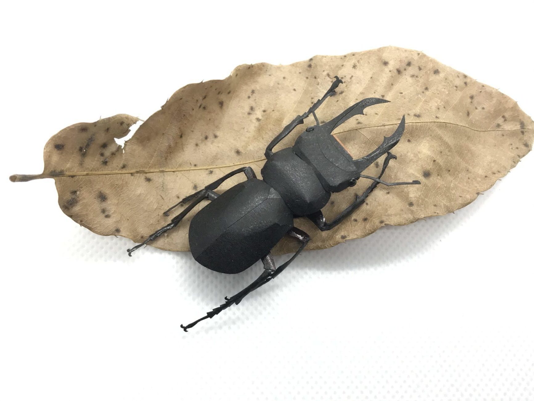 コクワガタ　ペーパークラフト　#1-１