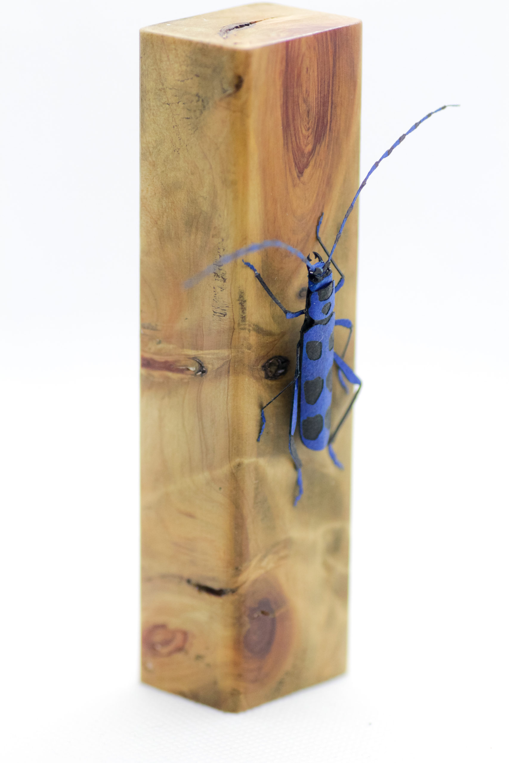 ルリボシカミキリ　ペーパークラフト＃6