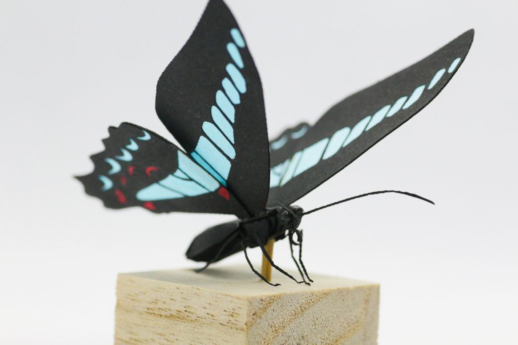蝶の標本ペーパークラフトA2サイズ完成品