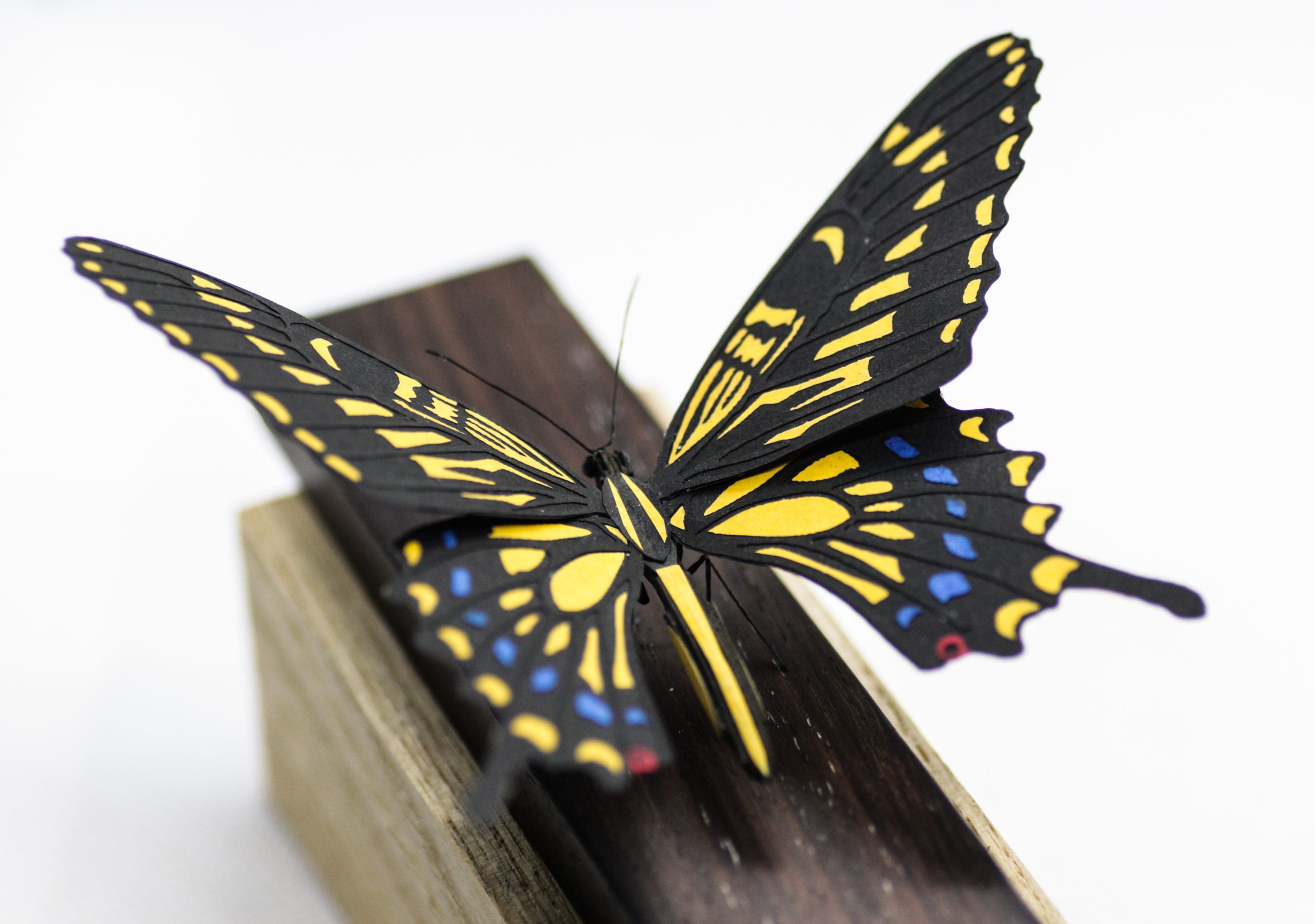 ナミアゲハ　ペーパークラフト＃11