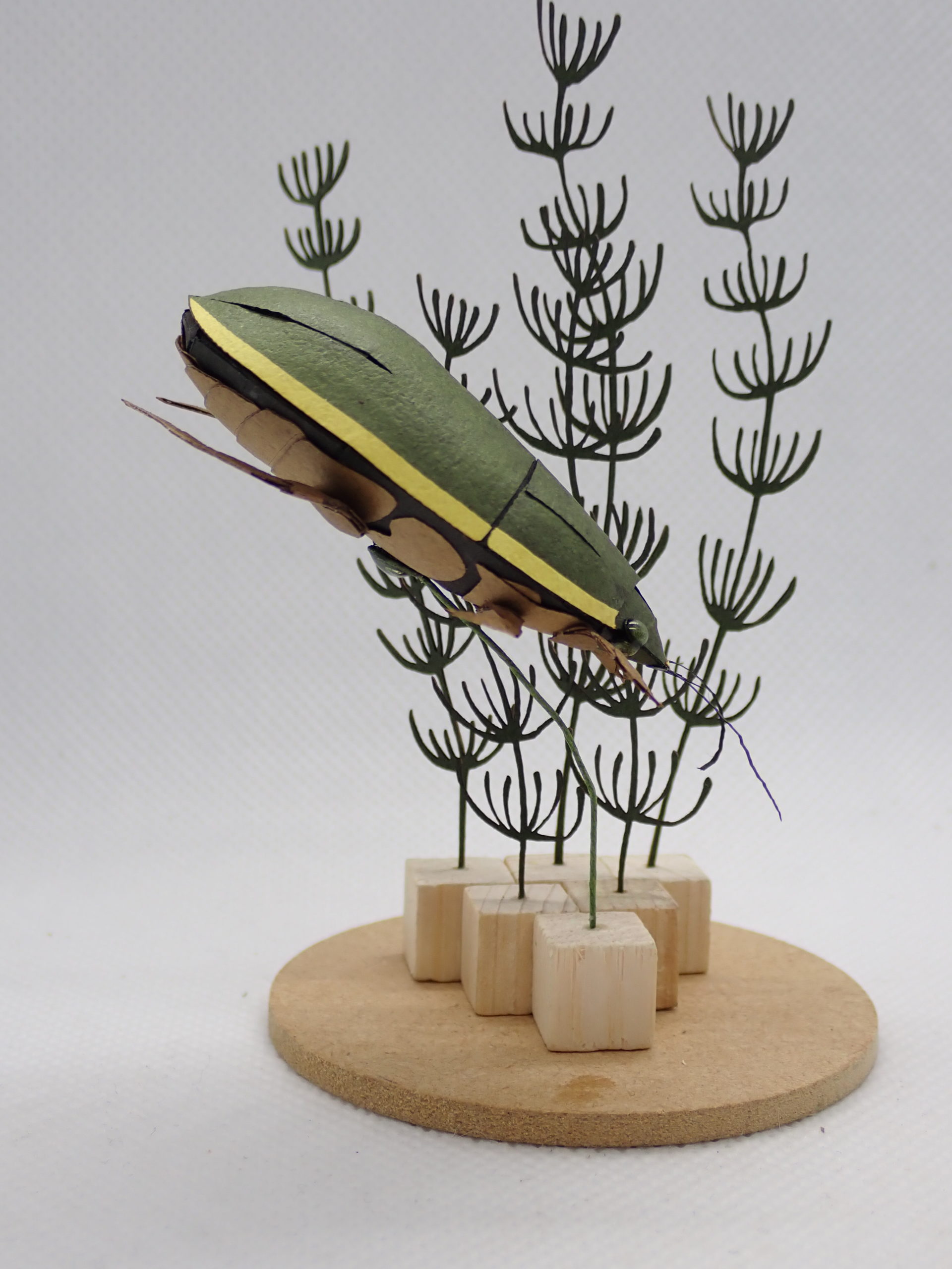 ゲンゴロウ　ペーパークラフト　#17-1